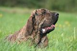 FILA BRASILEIRO 044
